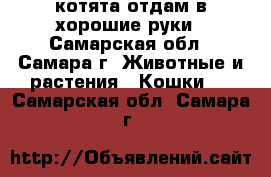 котята отдам в хорошие руки - Самарская обл., Самара г. Животные и растения » Кошки   . Самарская обл.,Самара г.